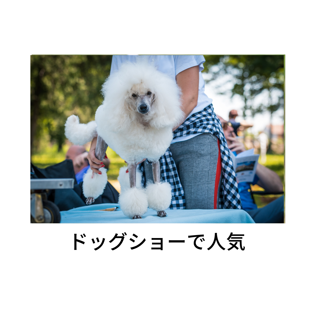 NEW ダブルピンスリッカー