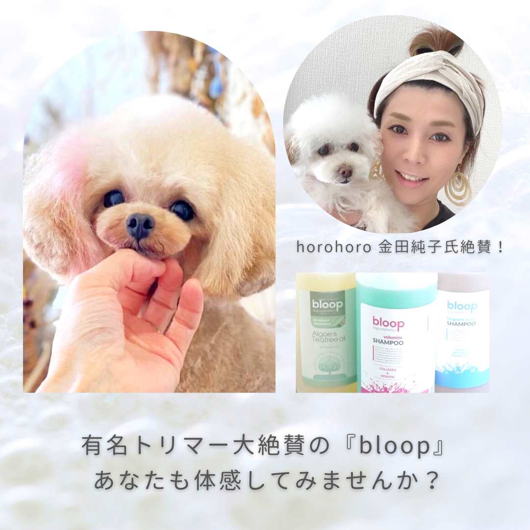 はじめてのbloopセット