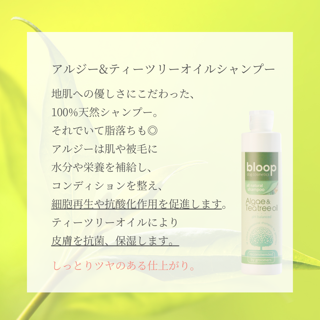 アルジー&ティーツリーオイルシャンプー
