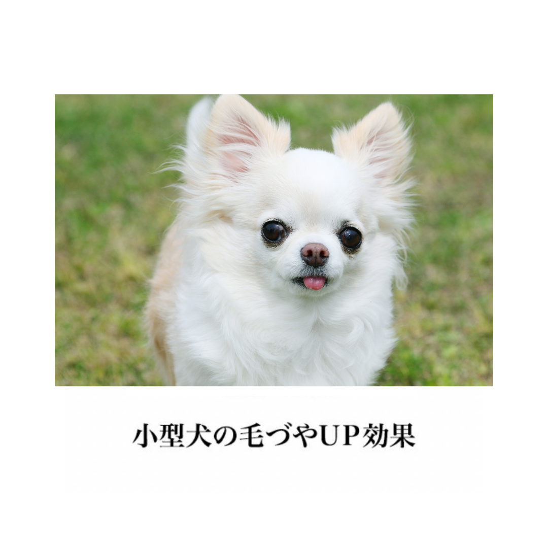 SHOWTECHスリッカー レギュラー